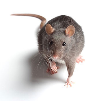 Disinfestazioni ecocompatibili Topi e Ratti
